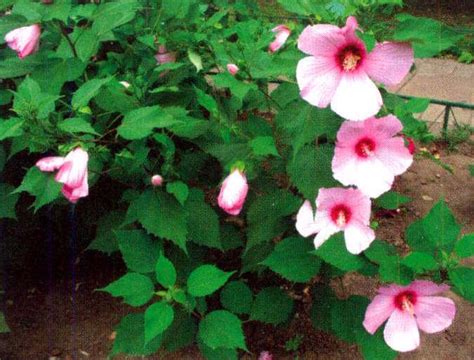 芙蓉草種植|【芙蓉種植】別再被芙蓉種植卡關！一學就會的四步驟。